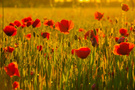 der Klatschmohn im Gegenlicht...