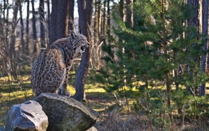 Leiser Ruf bei bitterer Kälte