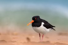 Austernfischer vor Nordseebrandung