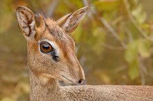 Dik Dik