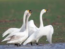 Leicht erboste Zwergschwanfamilie...