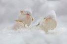 Schneerosen gekühlt