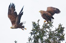 Nettes Vogelpäärchen....