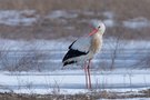 Winterstorch