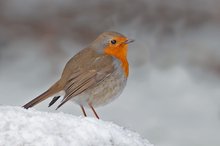 Rotkehlchen auf Schnee