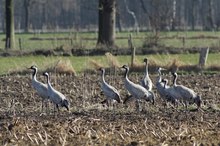 Kraniche zum Frühlingsanfang