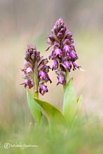 Himantoglossum robertianum