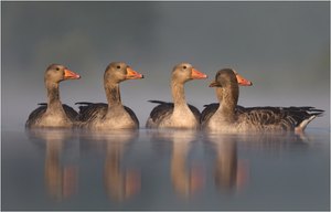 Morgenappel in der Gänsewelt