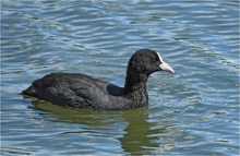 Blesshuhn bei "Seegang"