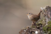 Frühlingserwachen bei den Zaunkönigen