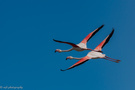 Flamingo-Duett