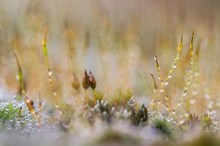 Das Liebespärchen im Moos