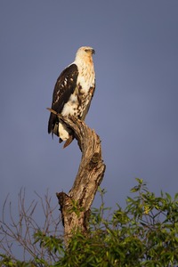 Afrikanischer Schreiseeadler in ...