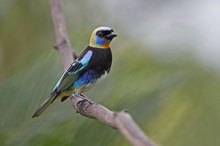 Golden-hooded Tanager