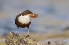 Wasseramsel (Cinclus cinclus)