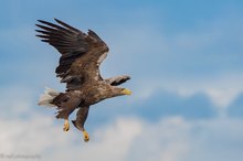 Seeadler im Anflug