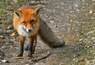 Meine erste direkte Begegnung wildlife