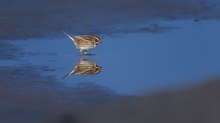 Spieglein Spieglein wer ist die schönste Rohrammer im Land?