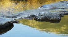 Schwimmender Mensch und Natur