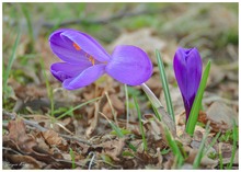 Der Frühling öffnet sich