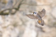 Wanderfalke - Terzel beim Anflug des Nests