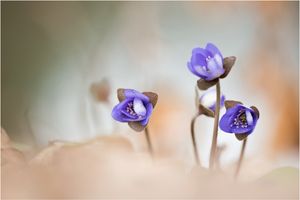 Leberblümchen,