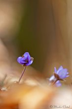 Dreilappiges Leberblümchen (Hepatica nobilis)