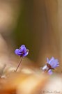 Dreilappiges Leberblümchen (Hepatica nobilis)