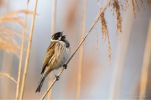 Rohrammer (Emberiza schoeniclus)