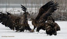 Fighting Eagles