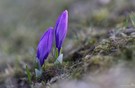 Wilde Krokusse im Erzgebirge