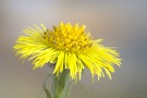 Huflattich (Tussilago farfara)