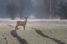 Rehbock am Morgen