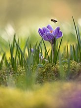 Der Frühling naht