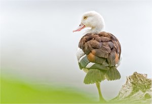 Raja-Shelduck