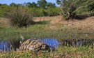 Ein Paradies nicht nur für Schilldkröten
