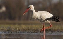 mein erstes Weißstorchfoto des Jahres