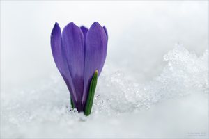 Krokus im Schnee