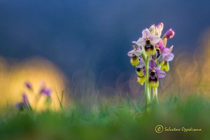 Ophrys tenthredinifera