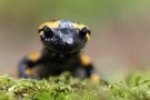 Feuersalamander (Salamandra salamandra)