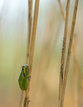 Laubfrosch