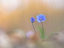 Immer noch blühen die Leberblümchen,