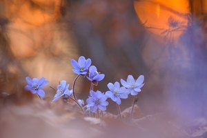 Farben des Frühlings