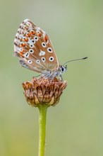 Silbergrüner Bläuling