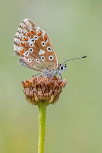 Silbergrüner Bläuling