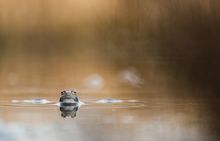 __moorfrosch__