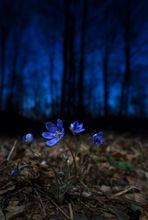 Leberblümchen bei Nacht