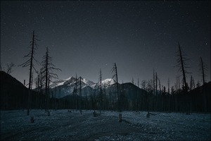 Nachts im toten Wald