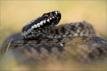 Vipera berus