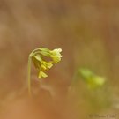 Echte Schlüsselblume (Primula veris)